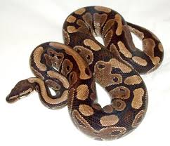 Image for Python